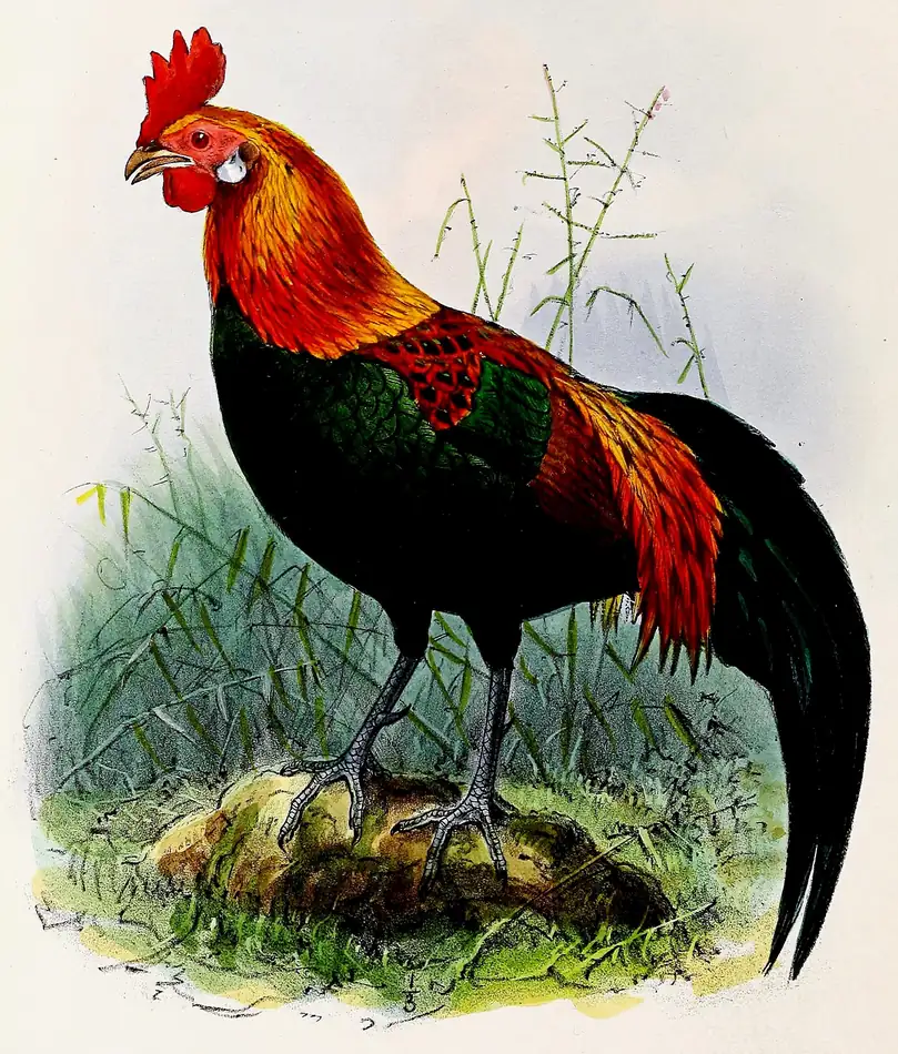 A Red Junglefowl rooster with a red comb, golden-orange neck feathers and a long glossy black tail, standing in grass
