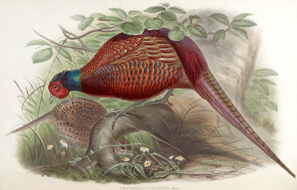 A male pheasant with a red face, glossy blue-green neck and long barred tail, with a brown hen hidden in the grass