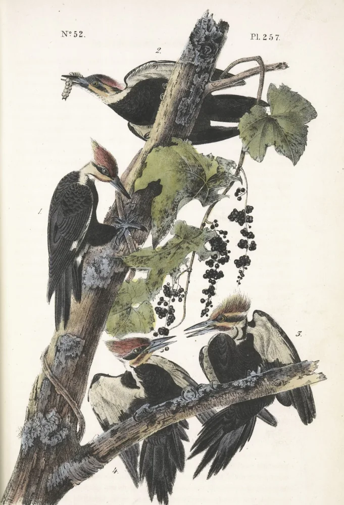 Four Pileated Woodpeckers with red crests on a dead tree trunk hung with wild grapes