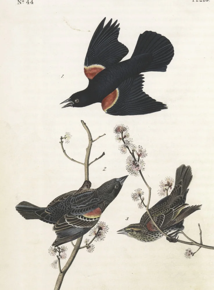 A black male Red-winged Blackbird with red shoulder patches flying above a young male and a streaky brown female on a branch