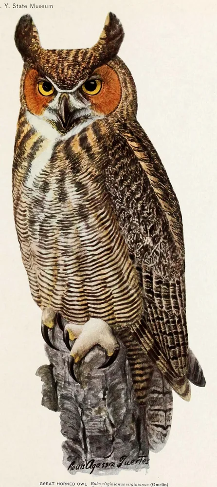 A Great Horned Owl with tall ear tufts, an orange face and yellow eyes gripping a gray stump with its pale feathered feet