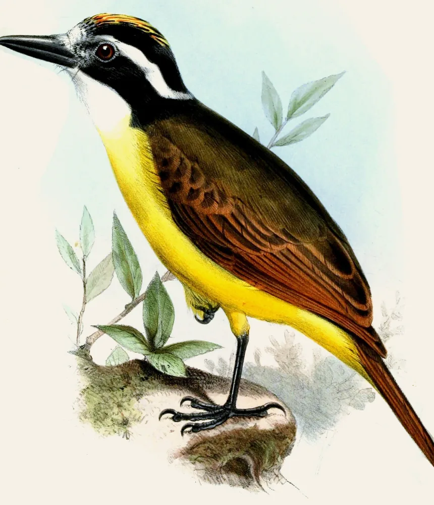 A Great Kiskadee with a black-and-white striped head, a yellow belly and rusty wings standing on a mossy rock