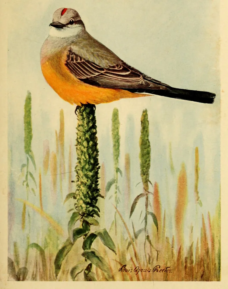 A Western Kingbird with a gray head, a small red crown patch, a yellow belly and a black tail, perched on top of a mullein stalk