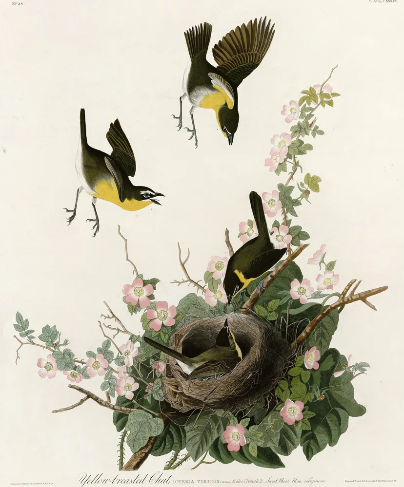 Four Yellow-breasted Chats with bright yellow throats and white spectacles around a nest in a flowering wild rose