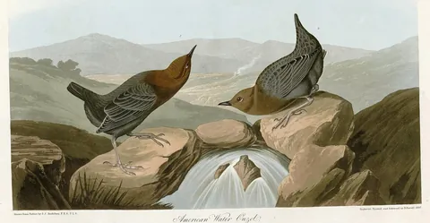 Two plump gray birds with short tails on rocks beside a small waterfall