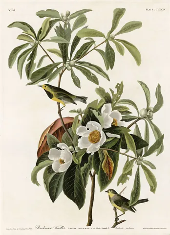 Two small yellow warblers, one with a black throat, in a shrub with large white flowers