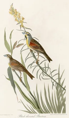 Two sparrow-like birds, one with a yellow breast and black bib, on tall grass stems