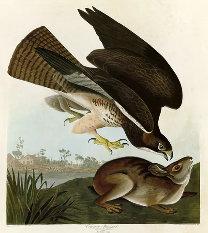 A dark-backed hawk with a barred tail swooping down on a brown hare