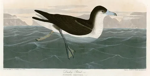 A dark-backed, white-bellied seabird resting on a rolling green sea