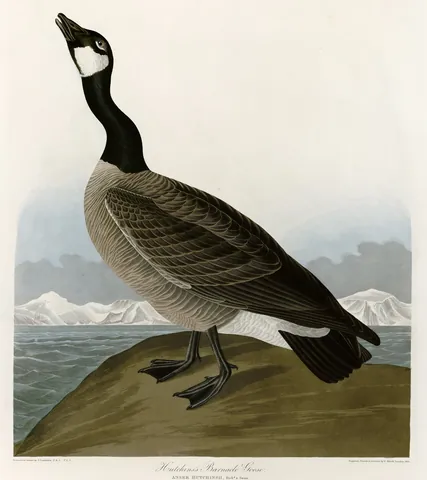 A brown goose with a black neck and white cheek patch, head raised, on a rocky shore by the sea