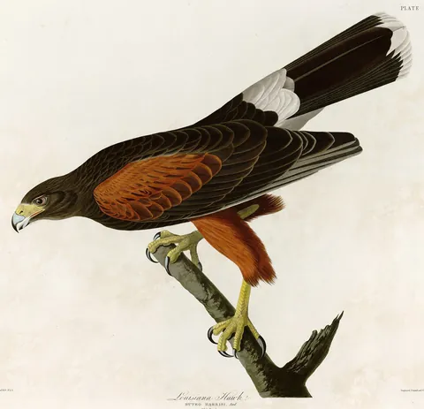 A dark brown hawk with chestnut shoulders and thighs perched on a bare branch