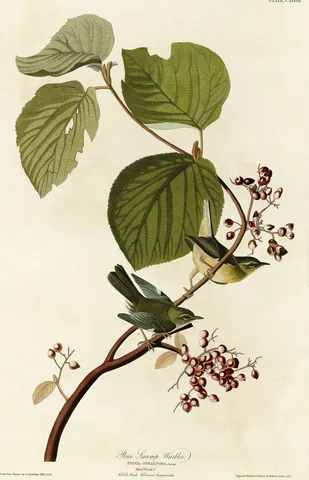 Two olive-green warblers on a branch with broad leaves and small red berries