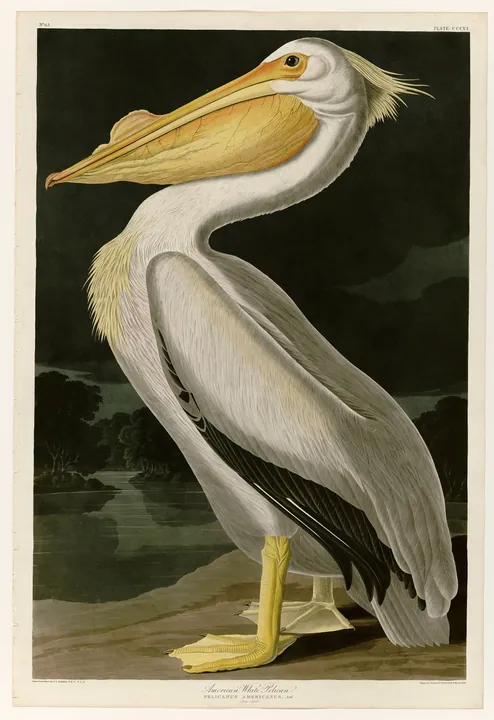 A white American White Pelican with a long yellow-orange bill, standing in profile against a dark evening sky