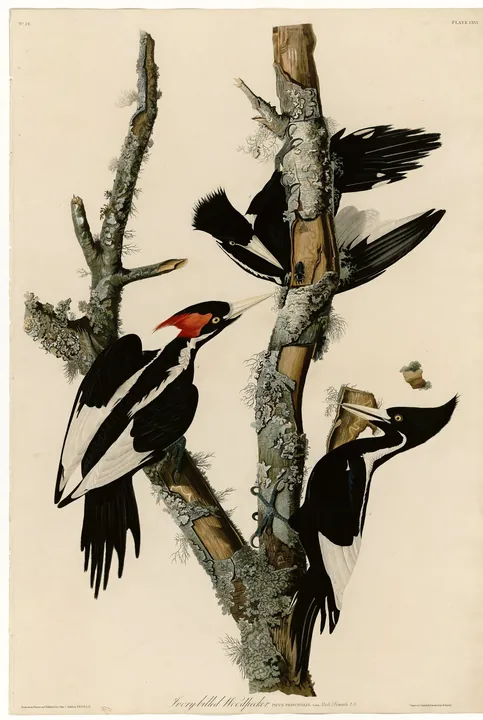 Three black-and-white Ivory-billed Woodpeckers on a dead, lichen-covered tree, one with a bright red crest