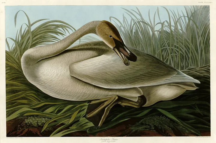 A young gray-headed Trumpeter Swan resting among tall green grasses, its neck curved back over its body