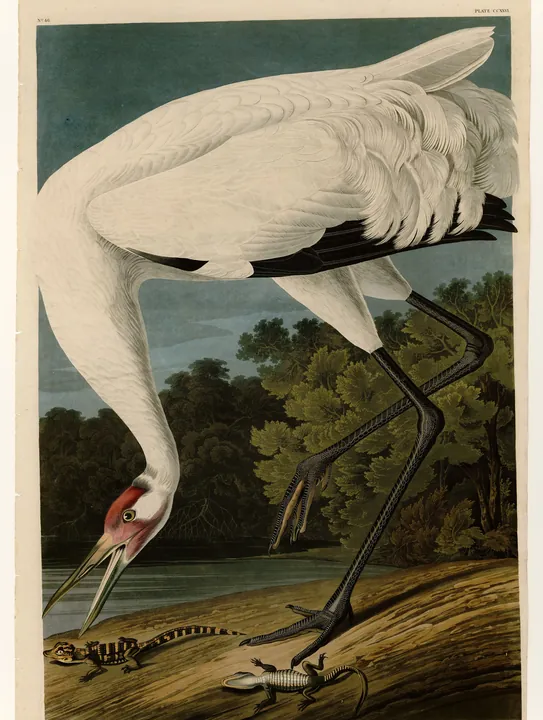 A tall white Whooping Crane bending its long neck down toward small alligators on a riverbank