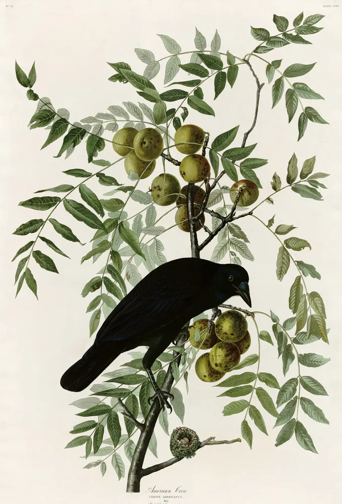 A glossy black American Crow perched on a black walnut branch hung with round green nuts, with a tiny hummingbird nest on a twig below