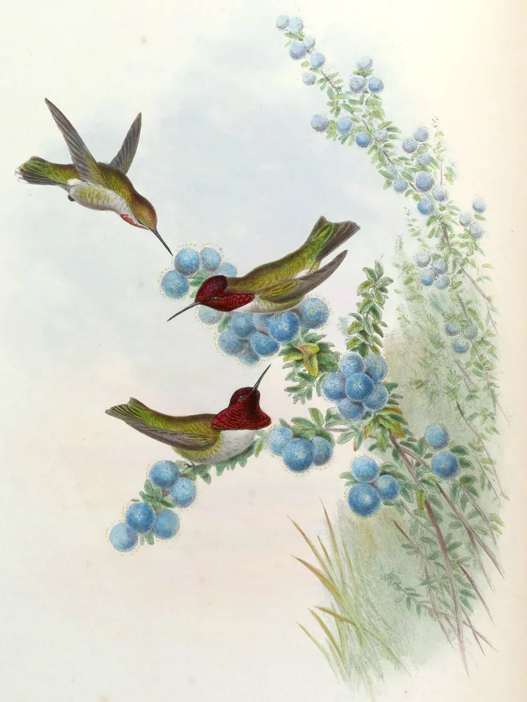 Two male hummingbirds with glittering crimson heads and throats and a hovering green female among sprays of pale blue flowers