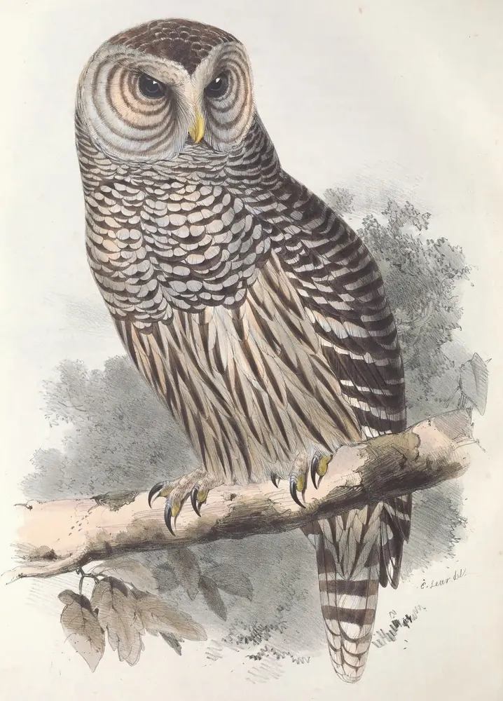 A Barred Owl with dark eyes and brown-and-white barred feathers perched on a pale branch