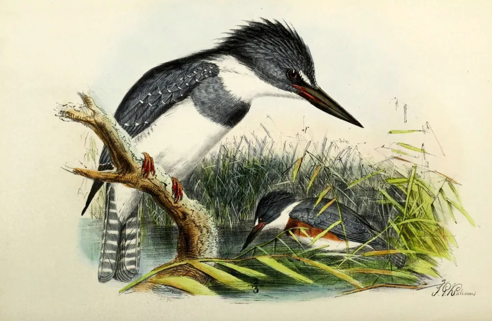 Two shaggy-crested Belted Kingfishers by the water, one on a dead branch and one low among the reeds