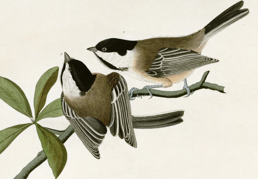 Two Black-capped Chickadees with black caps and white cheeks on a leafy twig