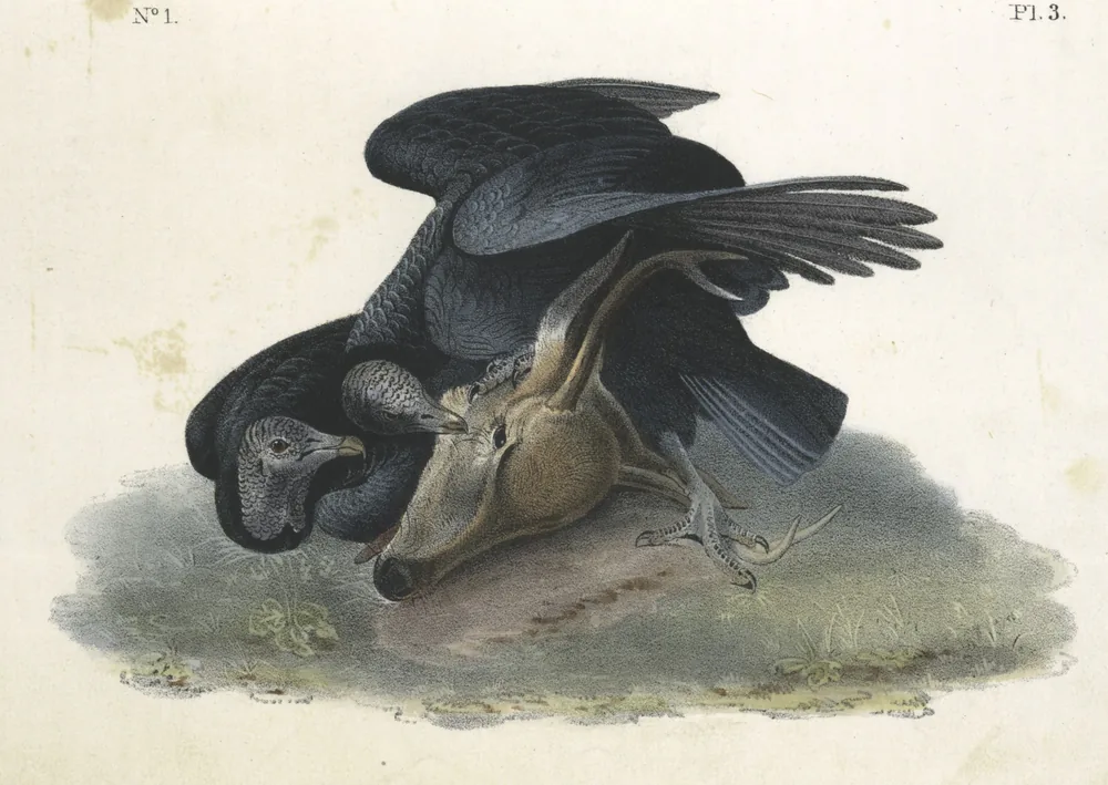 Two black vultures with bare, wrinkled gray heads tearing at the head of a deer on the ground, one with its wings half raised