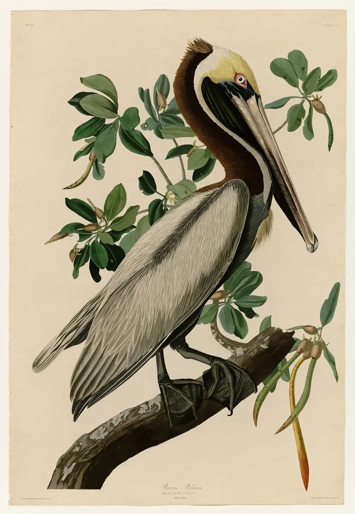An adult Brown Pelican with a pale yellow head and a long bill standing on a mangrove branch among green leaves
