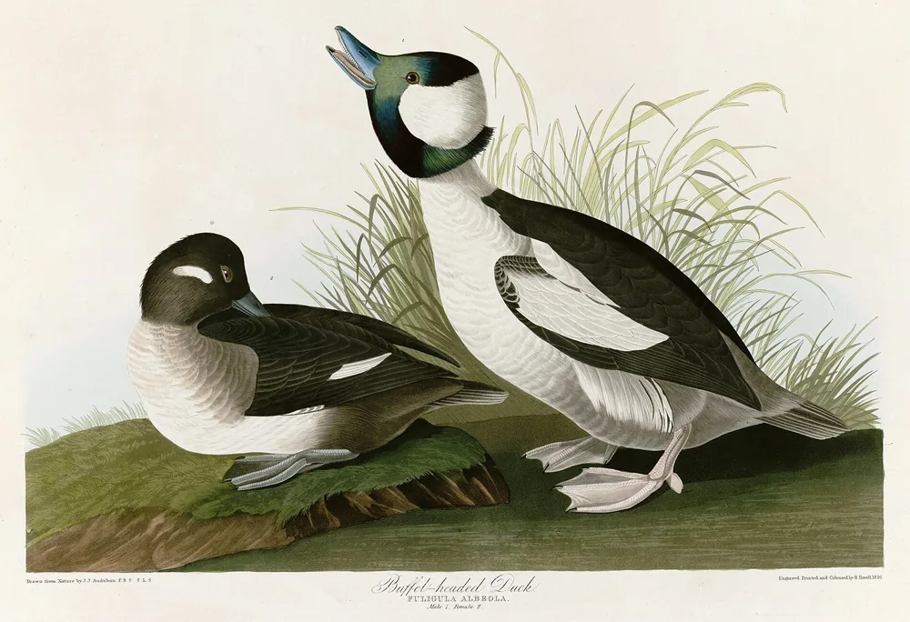 A male Bufflehead, white below and black above, with a big puffy dark head and a broad white patch, standing beside a brown female resting on a mossy bank