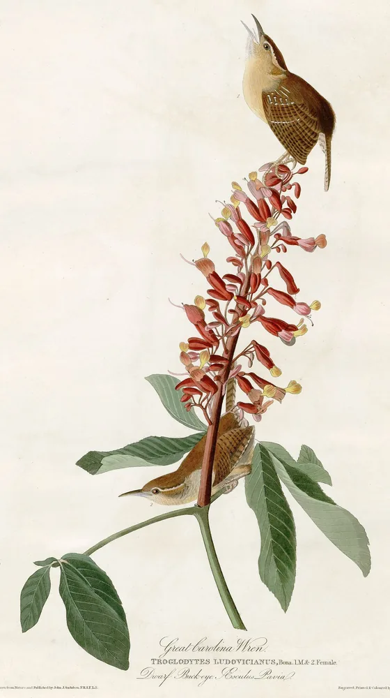 Two rusty-brown Carolina Wrens on a dwarf buckeye, one singing from the top of its spike of red flowers