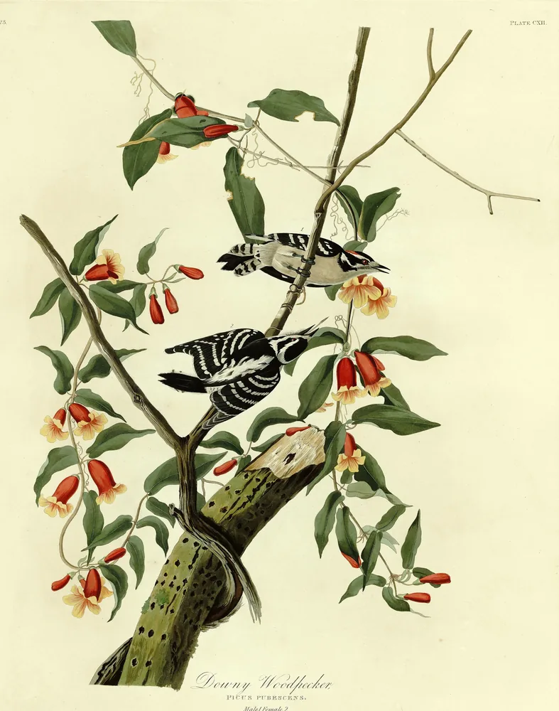 Two small black-and-white Downy Woodpeckers on a vine with red trumpet-shaped flowers