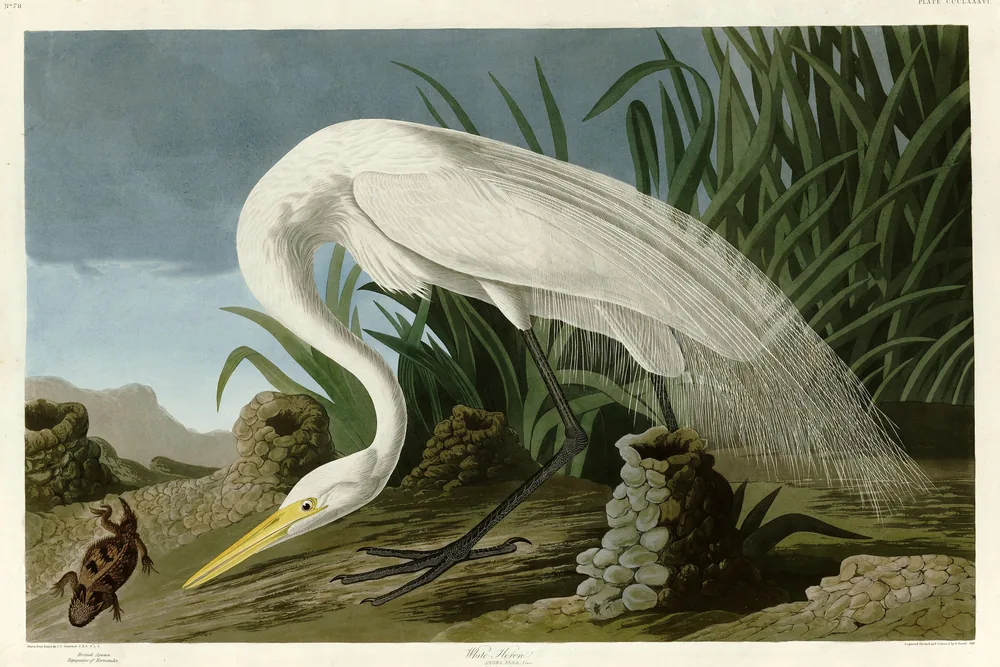 A white Great Egret with long lacy back plumes bending its neck low over the mud, its yellow bill pointed at a horned lizard, tall grasses behind