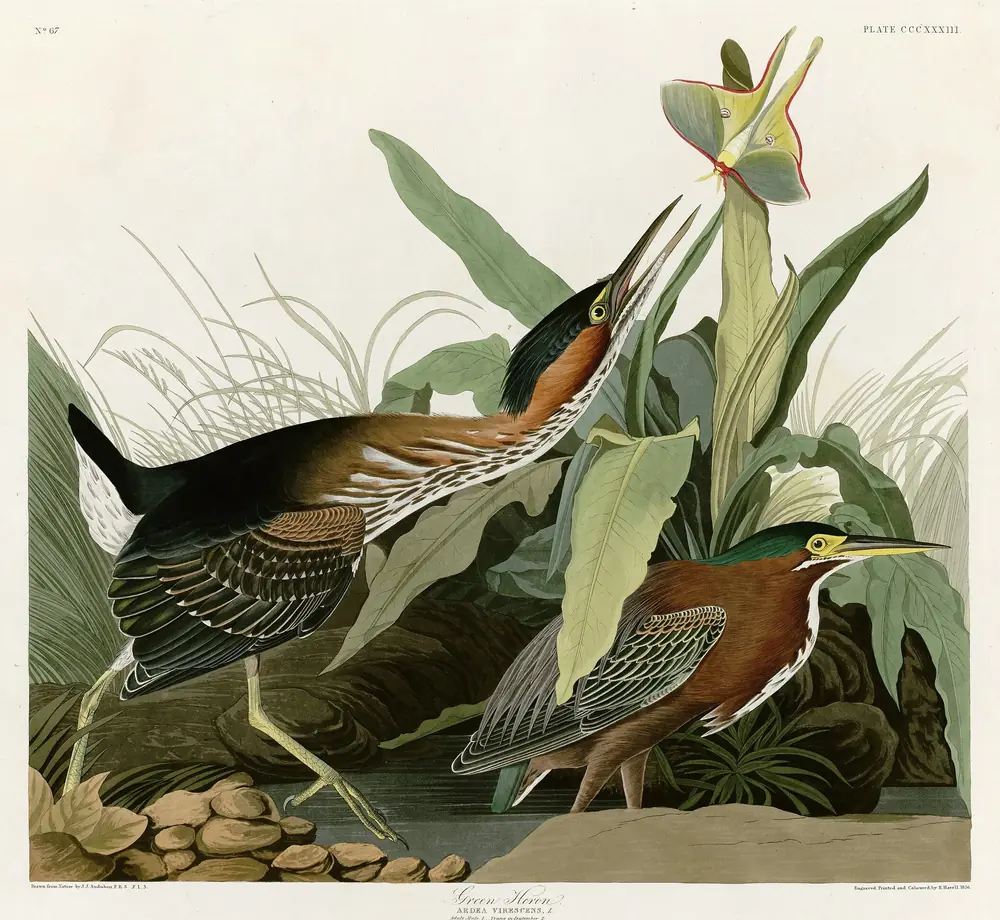 Two Green Herons among broad leaves, a streaked young bird stretching its neck up toward a pale green luna moth and a chestnut-necked adult crouching below
