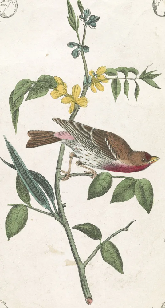 A male House Finch with a red face and breast and a streaked brown back perched on a leafy stem with yellow flowers and long seed pods