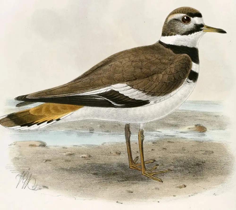 A Killdeer with two black bands across its white breast standing on a pebbly shore