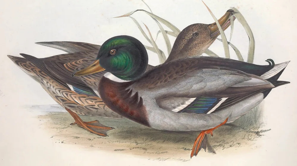 A male Mallard with a glossy green head resting beside a brown female at the water's edge