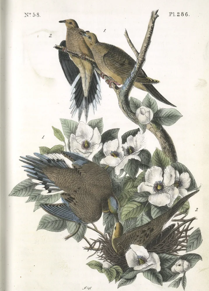 Four Mourning Doves in a shrub with large white flowers, one sitting on a nest of twigs