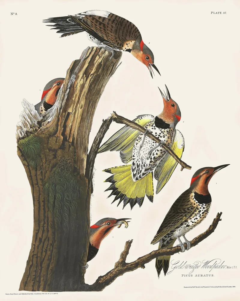 Five Northern Flickers around a broken tree trunk, one spreading its yellow wings and tail