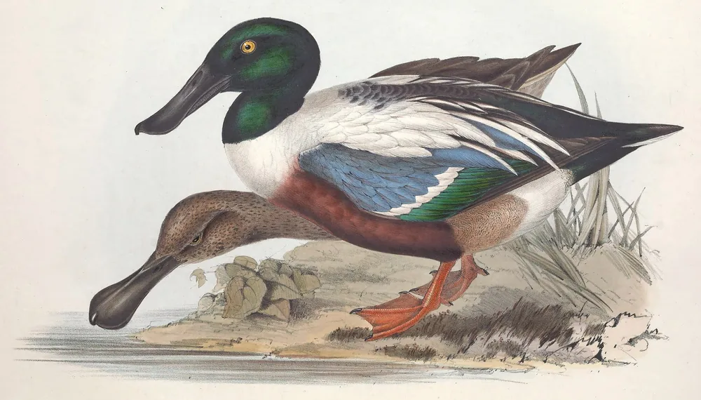 A male Northern Shoveler with a glossy green head, white breast and chestnut sides on a sandy bank, and a brown female reaching her broad, spoon-shaped bill toward the water