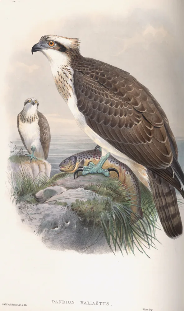 An Osprey standing over a large spotted fish on a grassy rock by the sea, with a second Osprey perched on a rock behind it