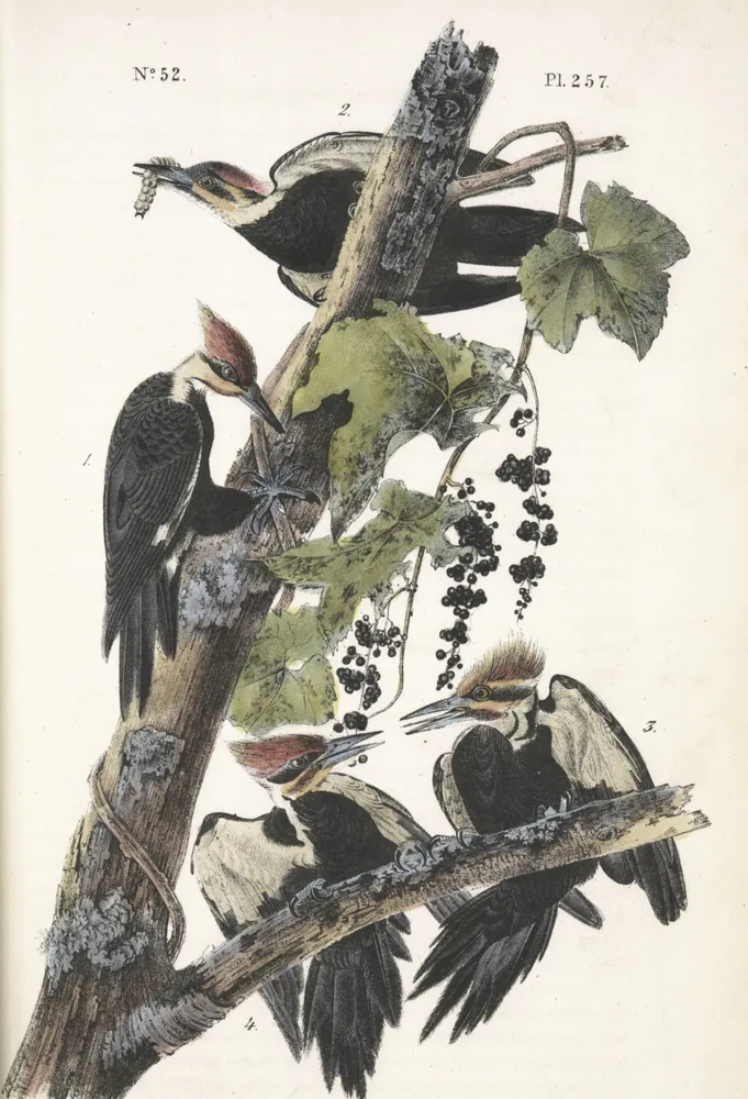 Four red-crested Pileated Woodpeckers on a dead branch wound with a grapevine and dark grapes