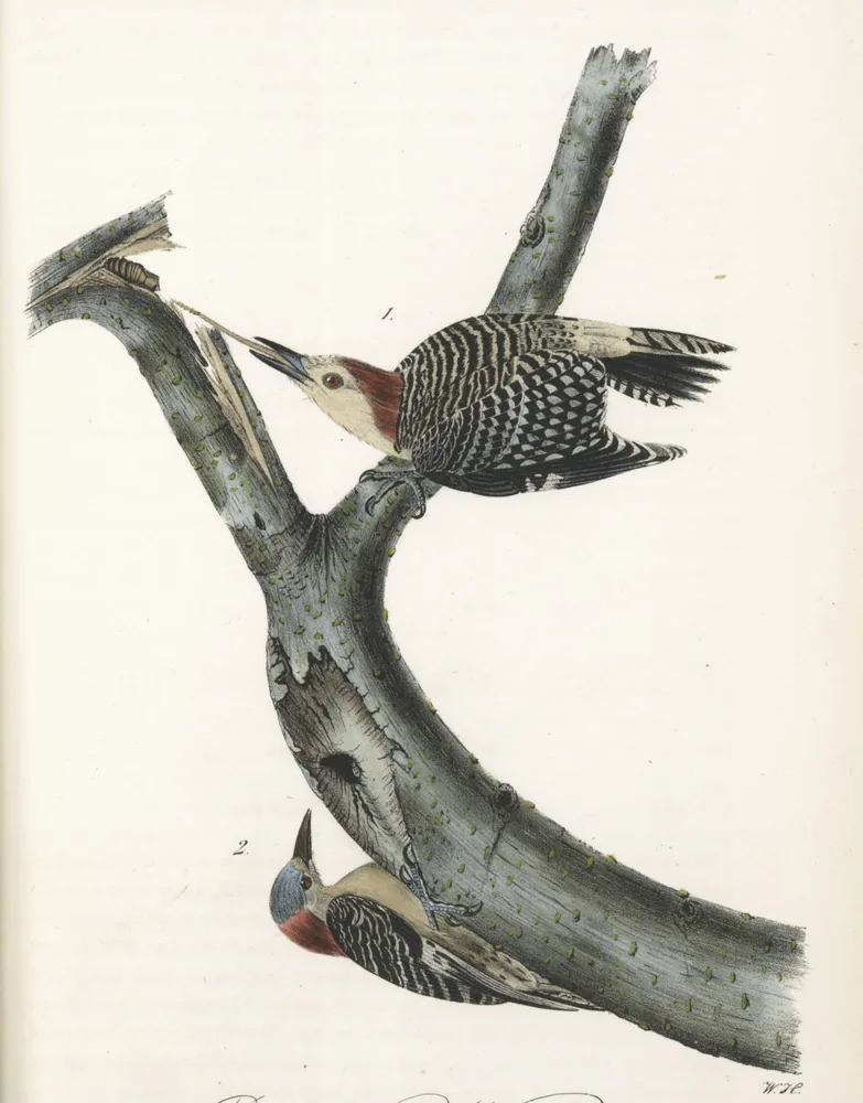 Two zebra-backed Red-bellied Woodpeckers with red caps on a bare, curving tree branch