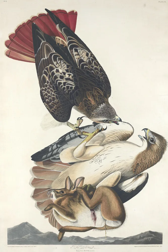 Two Red-tailed Hawks locked together in the air, one on its back still gripping a dead hare, above distant gray hills