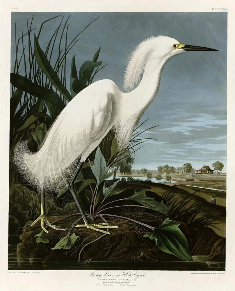 A white Snowy Egret with lacy plumes and yellow feet standing on a muddy bank, with a plantation house across the water behind it