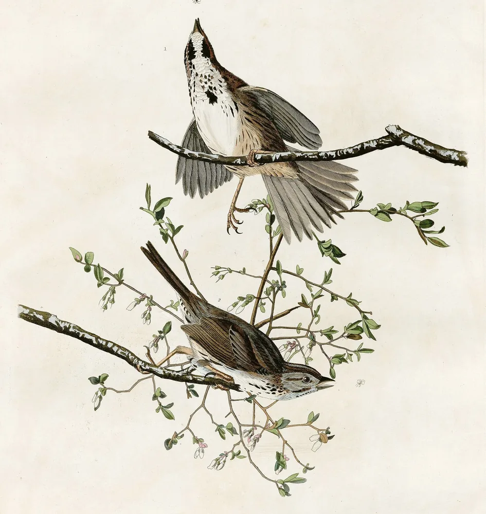 Two streaked brown Song Sparrows on bare branches, one above stretching upward with its tail spread, the other below on a twig of small pale blossoms