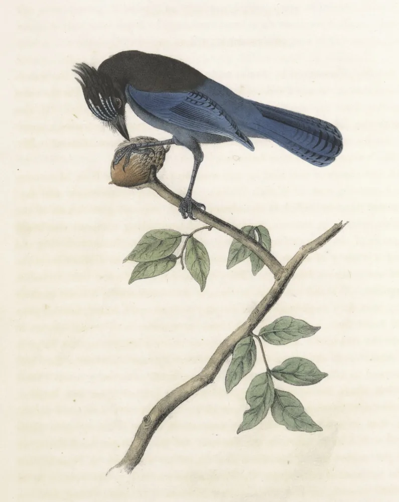 A dark-crested blue and black jay on a leafy branch, bending to peck at a nut it holds down with one foot