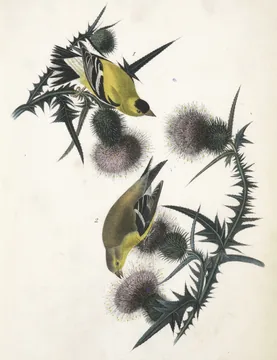 A bright yellow male American Goldfinch with a black cap and an olive female feeding on purple thistle heads