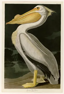 A white American White Pelican with a long yellow-orange bill, standing in profile against a dark evening sky