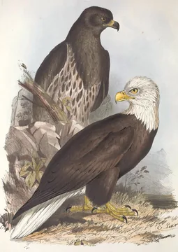 Two Bald Eagles beside a rock: a white-headed adult with a white tail in front and a dark brown, spotted young bird behind it