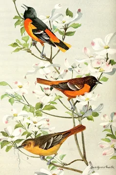 Three Baltimore Orioles on a branch of flowering dogwood: a black-and-orange male at the top and two duller orange birds below