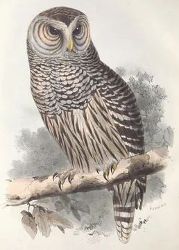 A Barred Owl with dark eyes and brown-and-white barred feathers perched on a pale branch